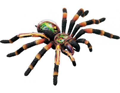 HM Studio 4D Anatomický model Pavouk Tarantule