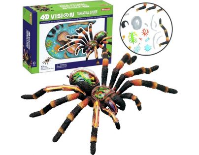 HM Studio 4D Anatomický model Pavouk Tarantule