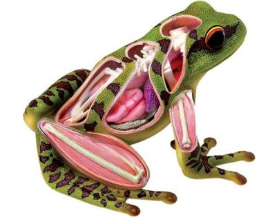 HM studio 4D Anatomický model Žába