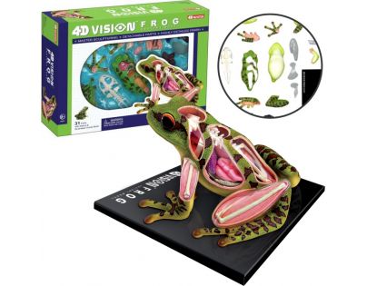 HM studio 4D Anatomický model Žába