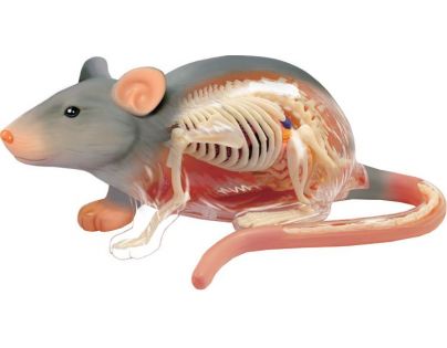 HM studio 4D Anatomický model Krysa