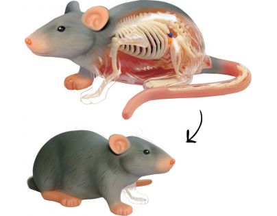 HM studio 4D Anatomický model Krysa