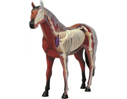 HM studio 4D Anatomický model Kůň