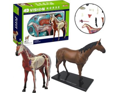 HM studio 4D Anatomický model Kůň
