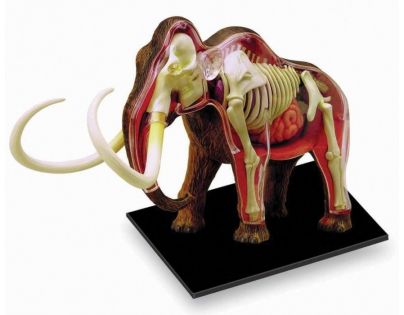 HM Studio 4D Anatomický model Mamut