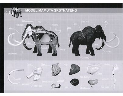 HM Studio 4D Anatomický model Mamut