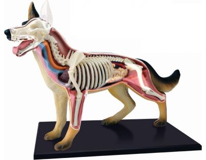 HM studio 4D Anatomický model Pes