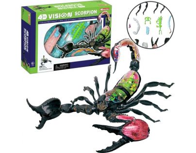 HM studio 4D Anatomický model Štír