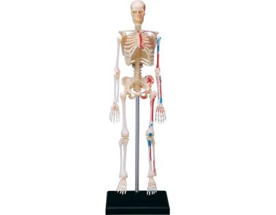 4D Anatomie člověka Kostra