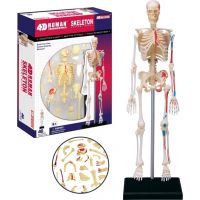 4D Anatomie člověka Kostra 2