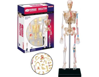 4D Anatomie člověka Kostra