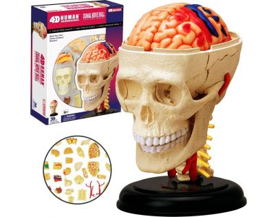 4D Anatomie člověka - lebka - Poškozený obal