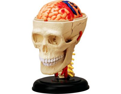 4D Anatomie člověka - lebka - Poškozený obal