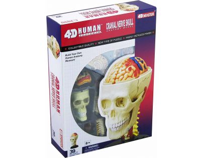 HM Studio 4D Anatomický model člověka Lebka