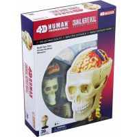 HM Studio 4D Anatomický model člověka Lebka 3