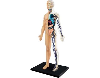 HM Studio 4D Anatomie člověka Tělo