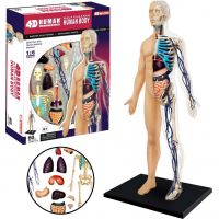 HM Studio 4D Anatomie člověka Tělo 2