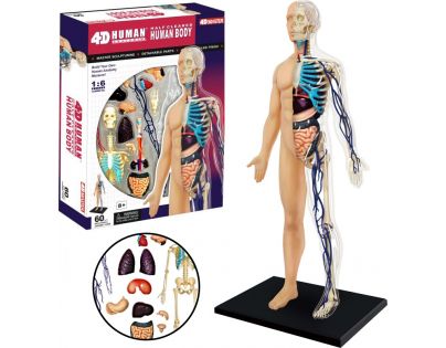 HM Studio 4D Anatomie člověka Tělo
