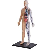 4D Master - Anatomie člověka - 1 polovina těla 33 cm - Poškozený obal 3