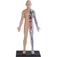 4D Master - Anatomie člověka - 1 polovina těla 33 cm - Poškozený obal 4
