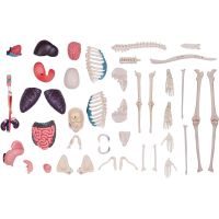 4D Master - Anatomie člověka - 1 polovina těla 33 cm - Poškozený obal 5