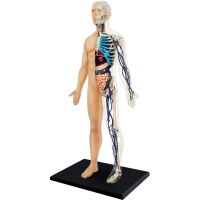 4D Master - Anatomie člověka - 1 polovina těla 33 cm