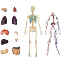 4D Master - Anatomie člověka - 1 polovina těla 33 cm 2
