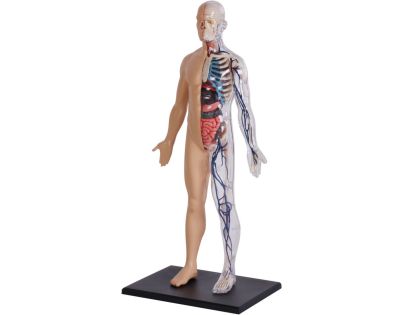 4D Master - Anatomie člověka - 1 polovina těla 33 cm