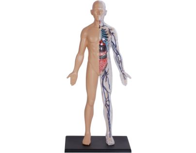 4D Master - Anatomie člověka - 1 polovina těla 33 cm