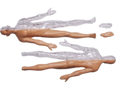 4D Master - Anatomie člověka - 1 polovina těla 33 cm