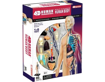 4D Master - Anatomie člověka - 1 polovina těla 33 cm