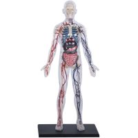 4D Master - Anatomie člověka - Transparentní tělo 33 cm