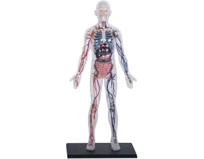 4D Master - Anatomie člověka - Transparentní tělo 33 cm