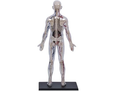 4D Master - Anatomie člověka - Transparentní tělo 33 cm