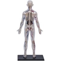 4D Master - Anatomie člověka - Transparentní tělo 33 cm 2