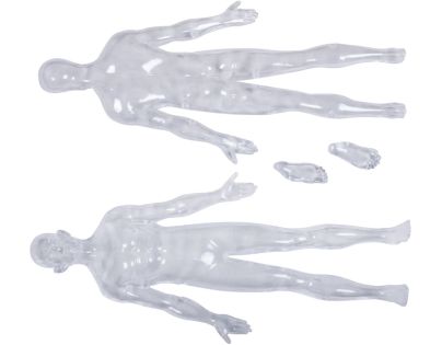 4D Master - Anatomie člověka - Transparentní tělo 33 cm