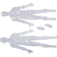 4D Master - Anatomie člověka - Transparentní tělo 33 cm 4
