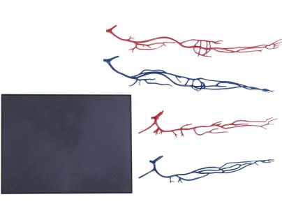4D Master - Anatomie člověka - Transparentní tělo 33 cm