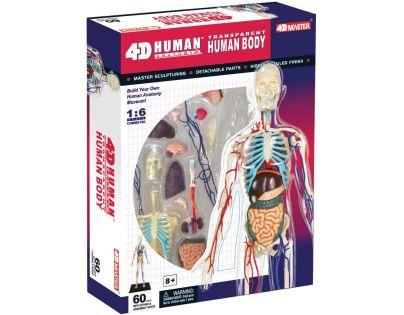 4D Master - Anatomie člověka - Transparentní tělo 33 cm