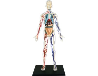 4D Master - Anatomie člověka - Transparentní tělo 33 cm