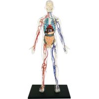 4D Master - Anatomie člověka - Transparentní tělo 33 cm 6