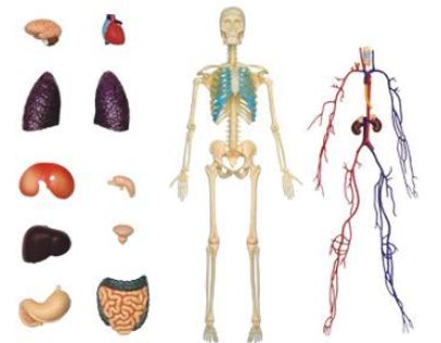 4D Master - Anatomie člověka - Transparentní tělo 33 cm