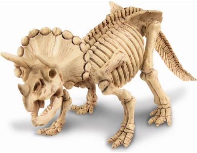 4M Triceratops skládací kostra