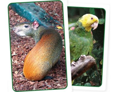 Albi Všetky zvieratá sveta SK