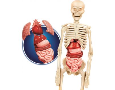 Clementoni Experimentální sada Science & Play Lidské tělo