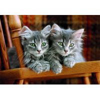 Clementoni puzzle 500  Koťata 2