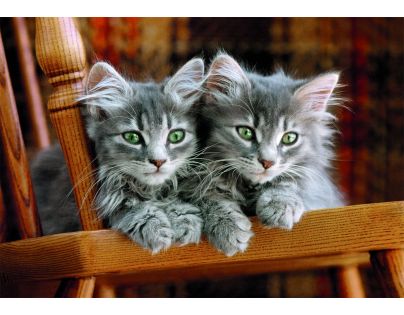 Clementoni puzzle 500  Koťata