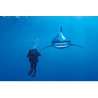 Clementoni Puzzle National Geographic Bílý žralok 1000d 2