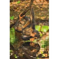 Clementoni Puzzle National Geographic Šimpanz 1000d 2