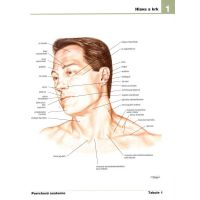 Cprees Netterův anatomický atlas člověka 2